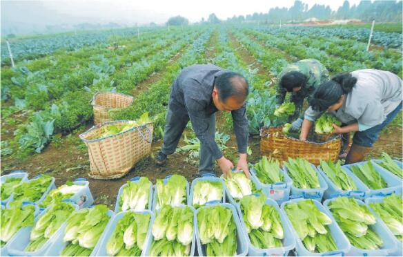 ��ֲ����